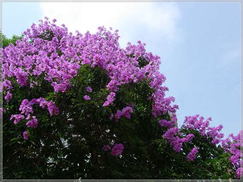 紫薇樹 圓形屋頂